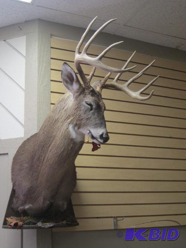 Impressive and Rare Whitetail Deer Shoulder Mount 10 Point Eating