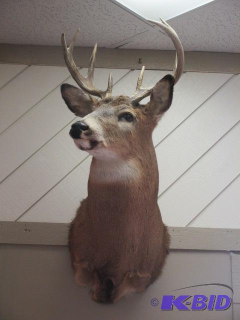 lot 14 image: Whitetail Deer 8 Point Shoulder Mount