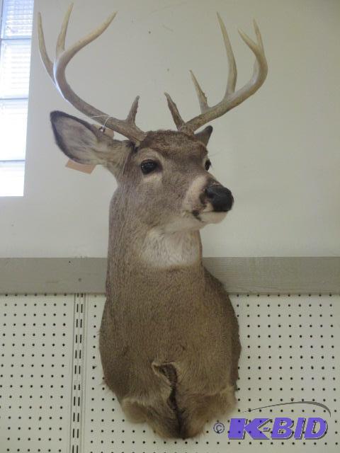 lot 20 image: Impressive 11 Point Whitetail Deer Mount Shoulder Taxidermy