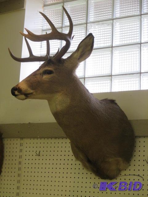 lot 22 image: Whitetail Deer Shoulder Mount 9 Point Taxidermy
