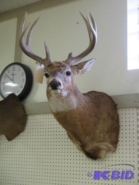 lot 24 image: Large 8 Point Deer Mount Taxidermy