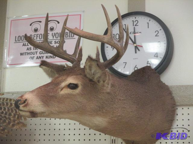 lot 26 image: Unusual Whitetail Deer Mount Full Sneak 10 Point Taxidermy