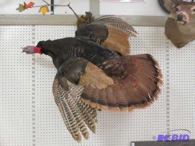 lot 27 image: Turkey Flying Wall Mount Taxidermy Hunting Bird