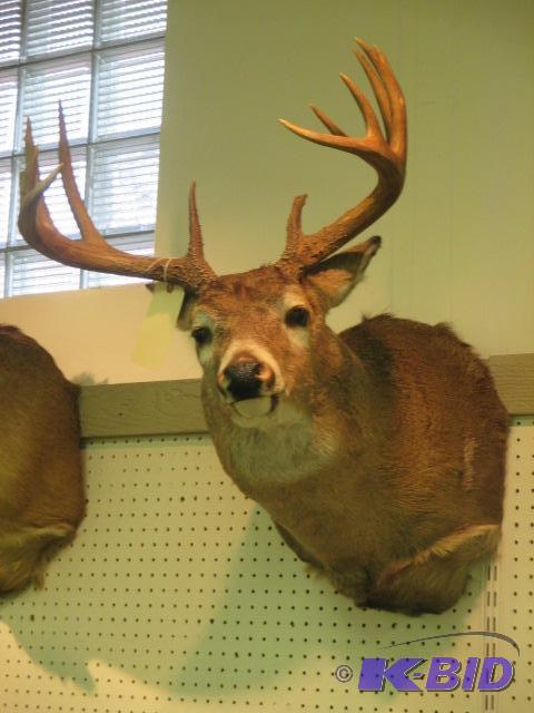 lot 30 image: Full Sneak Whitetail Deer 12 Point Mount Taxidermy