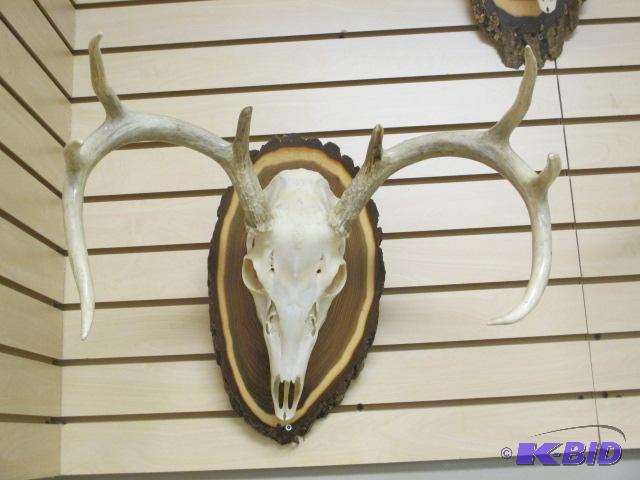 lot 31 image: Deer Skull Mount 8 Point Attached on Wood Plaque