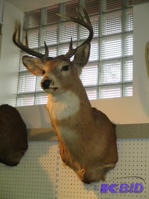 lot 32 image: 10 Point Whitetail Deer Shoulder Mount Taxidermy