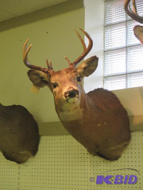 lot 34 image: Semi Sneak Whitetail Deer Shoulder Mount 9 Point