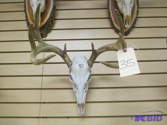 lot 35 image: Deer Skull Display Mount 8 Point