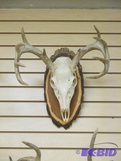 lot 37 image: Deer Skull Mount 9 Point Wood Plaque
