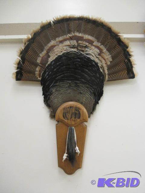 lot 40 image: Turkey Fan Feather Mount with Beard Spurs