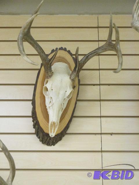 lot 41 image: 8 Point Deer Skull Mount Wood Plaque