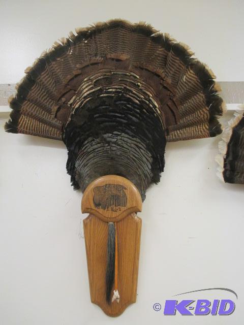 lot 42 image: Turkey Fan Feather Mount Beard Taxidermy Spurs