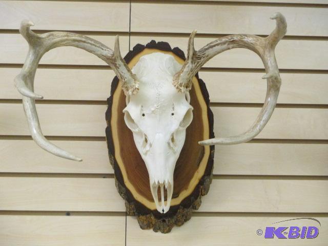 lot 43 image: 8 Point Deer Skull Mount