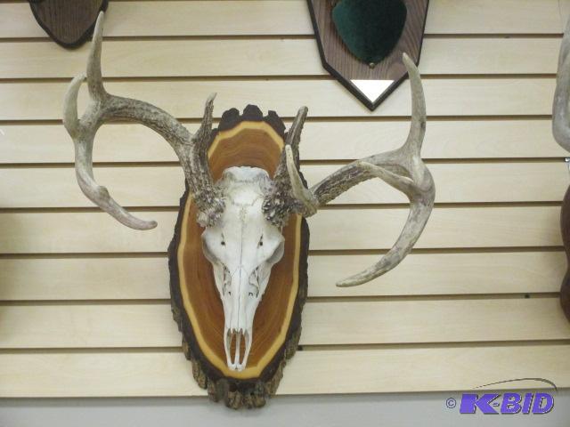 lot 45 image: 10 Point Deer Skull Mount
