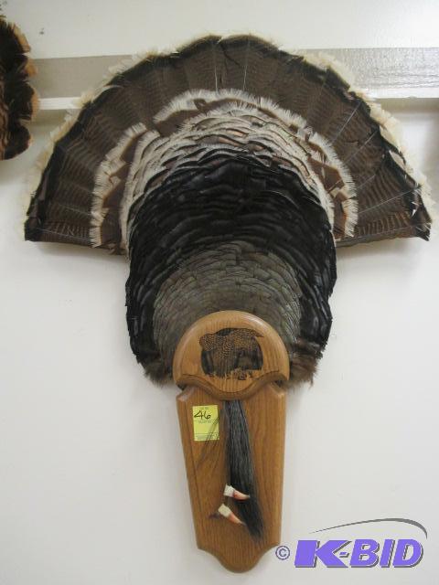 lot 46 image: Turkey Feather Fan with Beard Spurs Mount Taxidermy