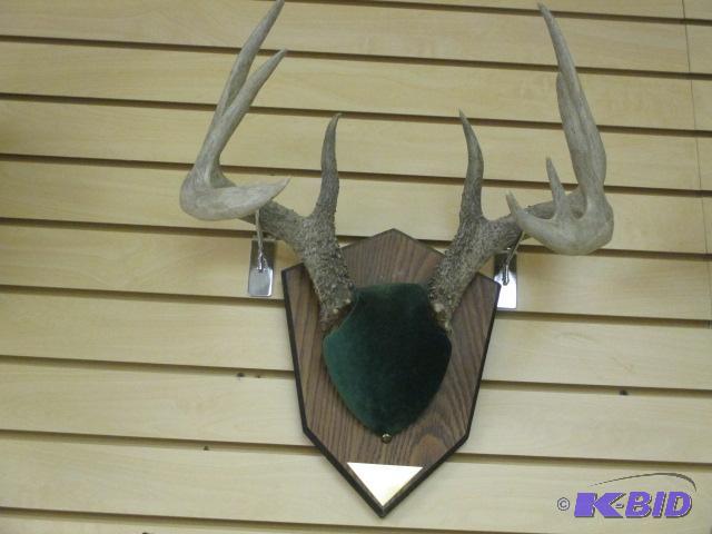 lot 47 image: 9 Point Buck Antler Mount on Shield Plaque Deer
