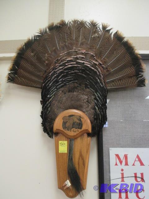 lot 50 image: Turkey Feather Mount with Beard Spurs Oak Plaque Taxidermy
