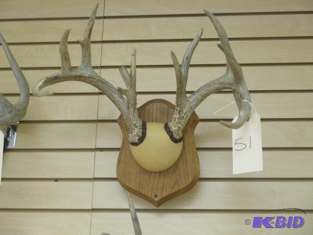 lot 51 image: 13 Point Antler Mount Plaque Deer Buck