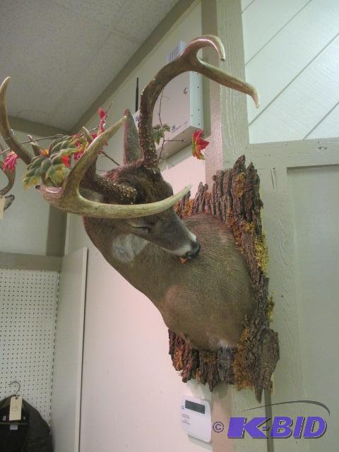 lot 52 image: Rare 8 Point Deer Shoulder Mount Whitetail