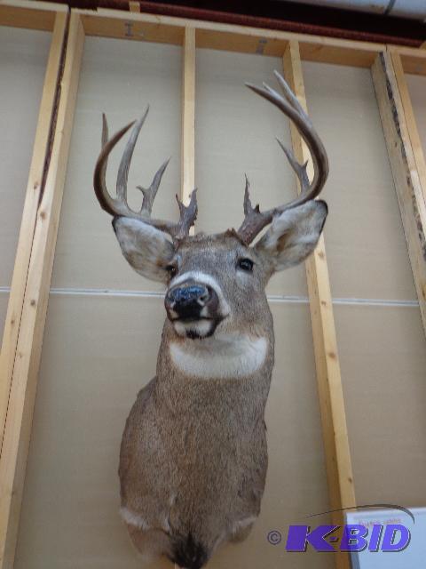Whitetail Deer Shoulder Mount&nbsp Deer is a...