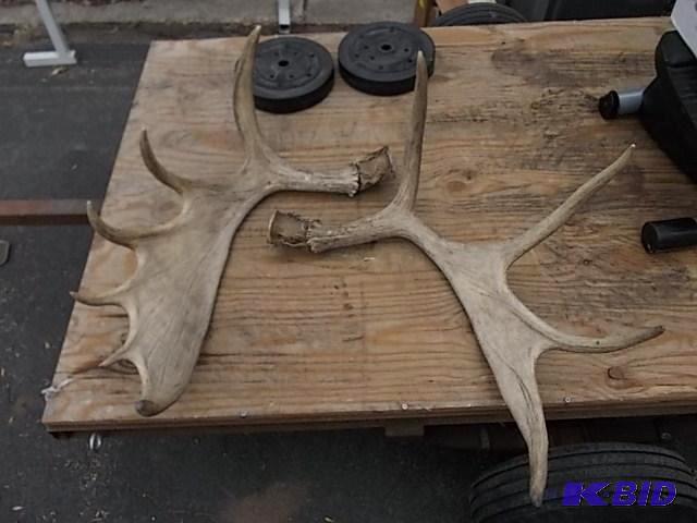 Pair Of Large Moose Antlers...