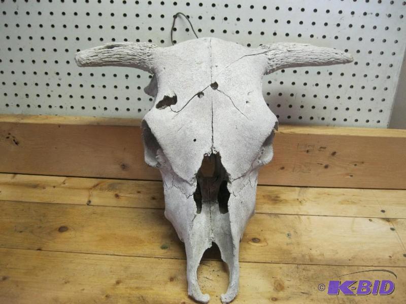 Old Bull Skull...