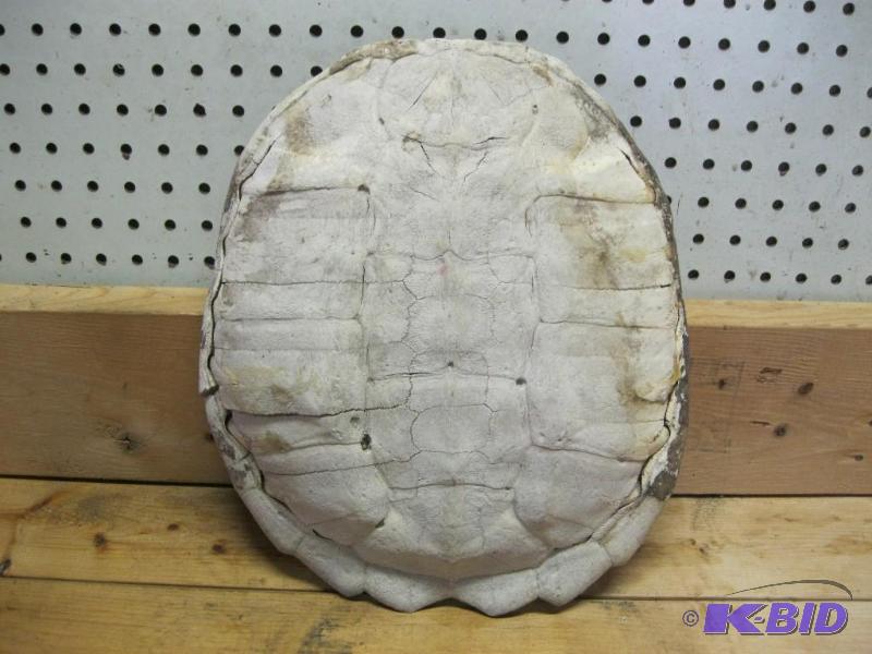Large Turtle Shell&nbsp...