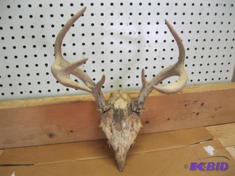 Deer Rack Partial Skull...