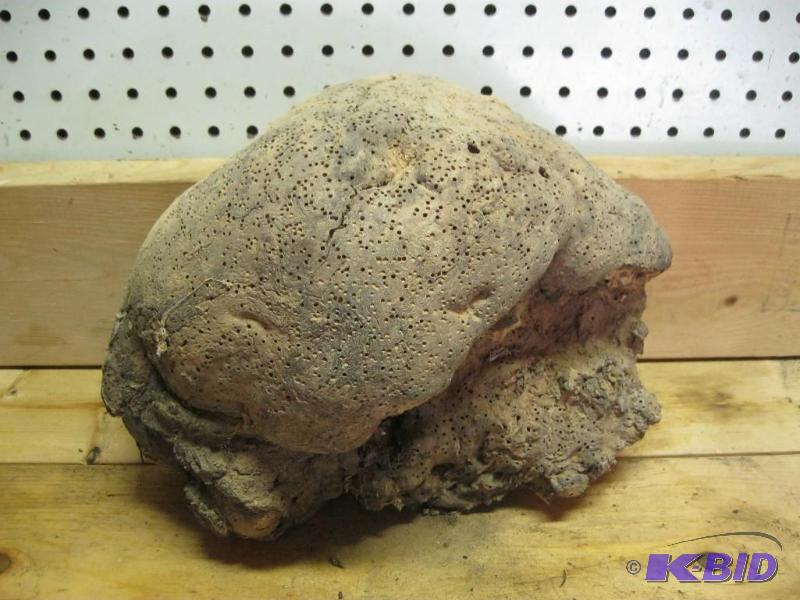 Large Wormwood Tree Burl&nbsp...