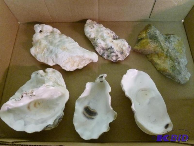 lot 180 image: Lot of oyster sea shells and a slice of beaut...