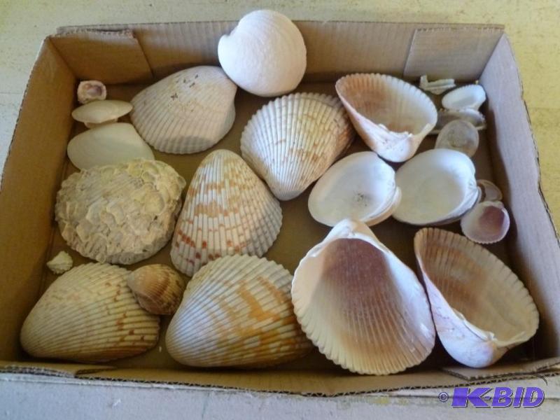 lot 55 image: Large lot of decorative sea shells....