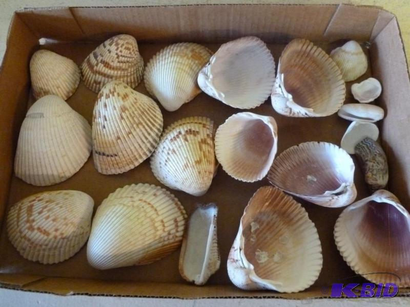 lot 56 image: Large lot of decorative sea shells....