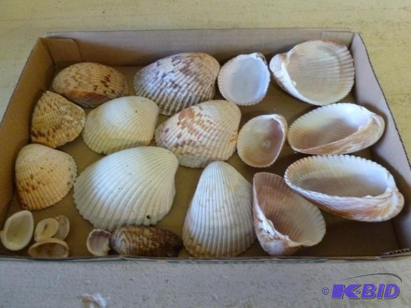 lot 57 image: Large lot of decorative sea shells....
