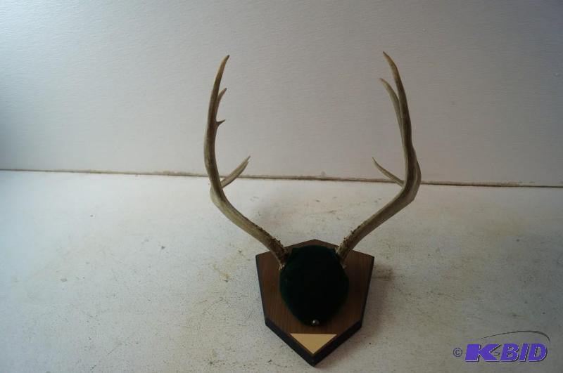 antler mount