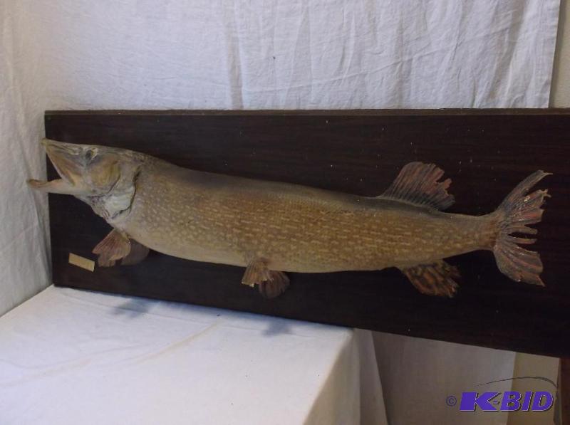 Large Northern 45 inches long 19 inch girth 2...