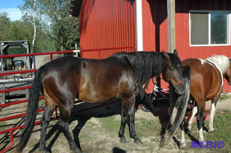 Horse