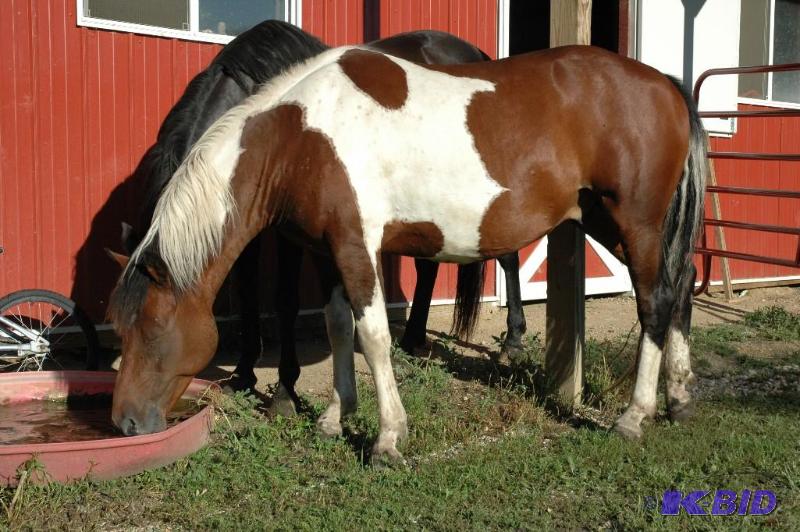 Horse