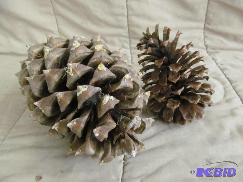 lot 39 image: Decor