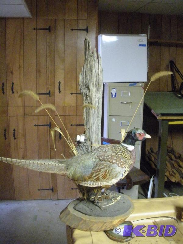 lot 040 image: Pheasant Stuffed (Taxidermy) in a great scene (Great for a Man Cave)