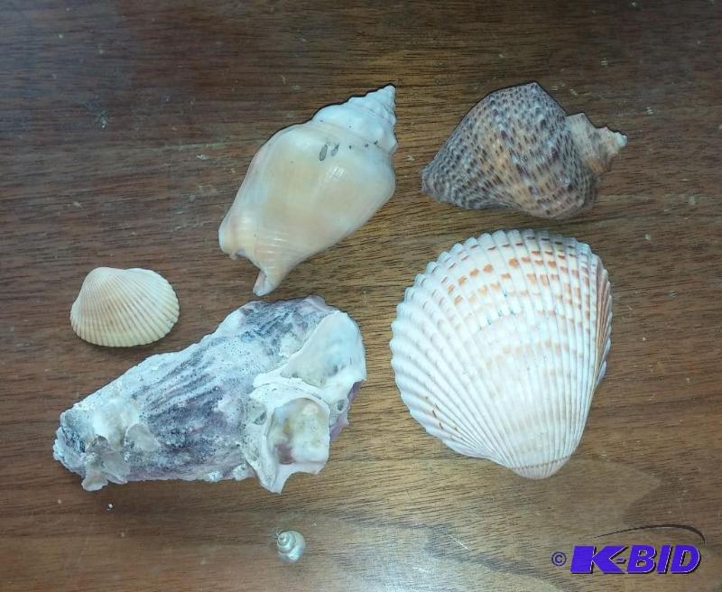 Lot of real snail shells...