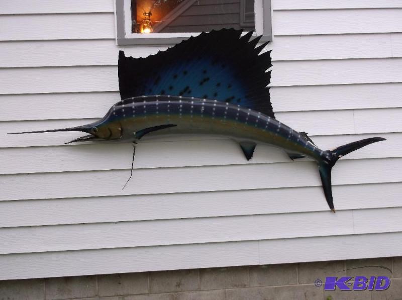 lot 14 image: Large sail fish measuring 114 12" L x 3...