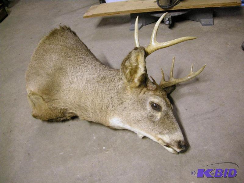 lot 36 image: Buck Deer mount