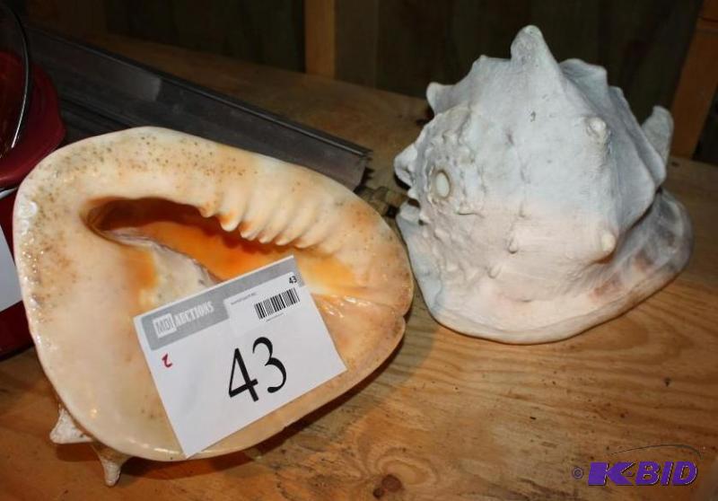 lot 43 image: Lot of (2) Conch Shells Drilled for Blowing ...