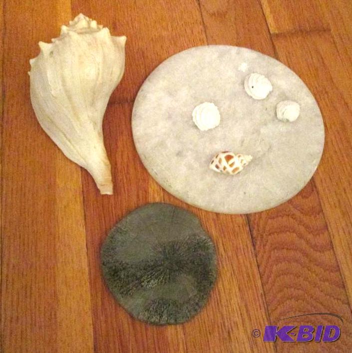 lot 159 image: group of shells, including one conch shell...