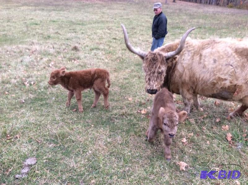 18 Head of Scottish Highland Cattle  2 claves