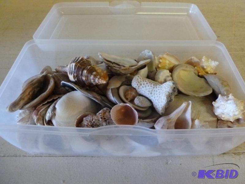 lot 135 image: Large plastic container of decorative sea she...