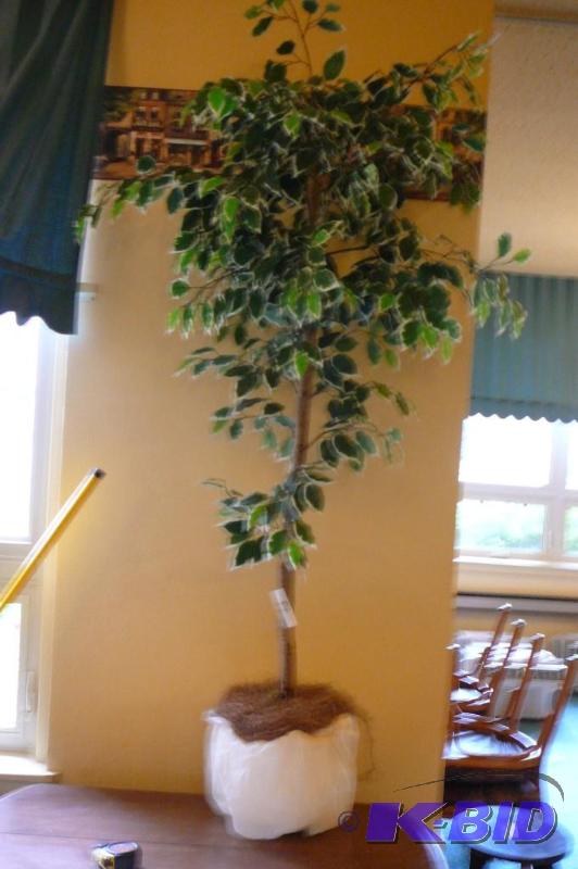 lot 82 image: 6 foot tall tree...