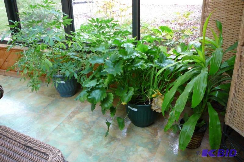lot 278 image: 3 live plants and pots and 1 fake plant ...