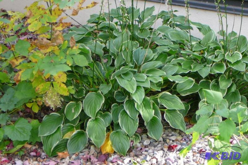 lot 339 image: Large lot of hostas and flowers dig your own...