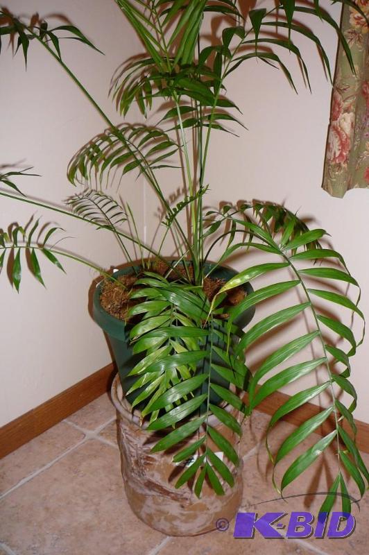 Live plant in pot and ceramic pot stand 8-12...